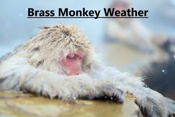 To say that it is freezing. Thought to have its origins in the brass rack (called a monkey) used to store cannonballs. In freezing weather, the cannonballs would contract in size and fall off the shelf.