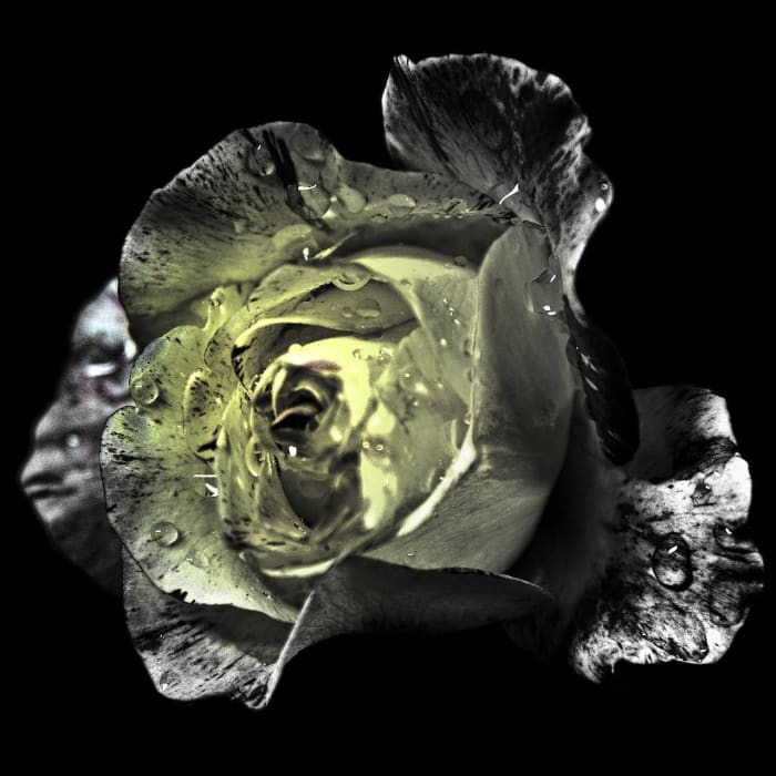 Personal development is like the opening of a rose; one petal at a time unfolds.