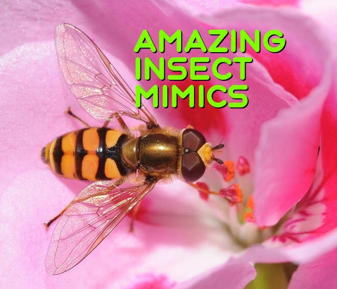 top-10-insect-mimics