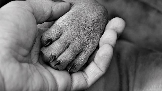 Make touching the paws a rewarding experience!