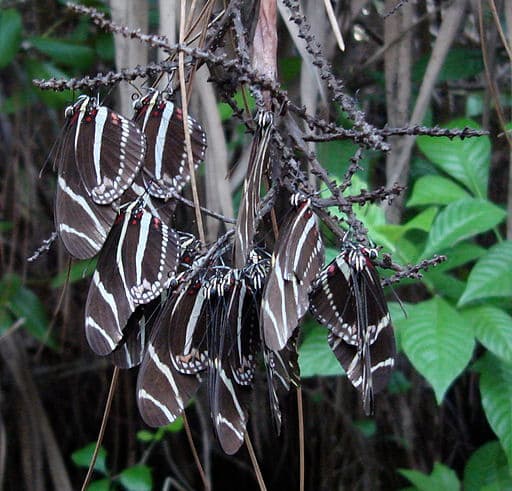Zebra Butterflies "Roosting" at Night in a Tree