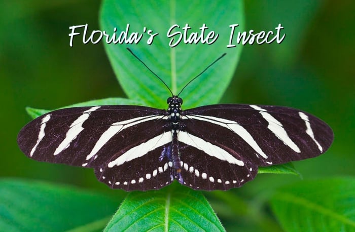 Florida's State Insect: Zebra Longwing Butterfly