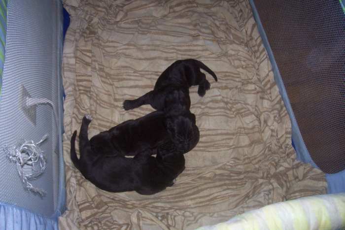 Great Dane Puppies