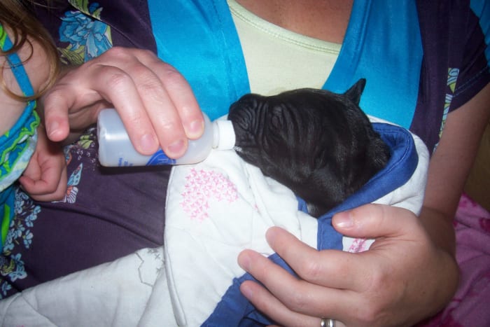 How to Care for Orphaned Puppies