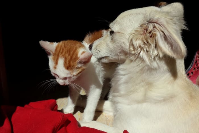 If you plan on keeping the kitten, they should be carefully introduced to your other pets to avoid stress and aggression on both sides.