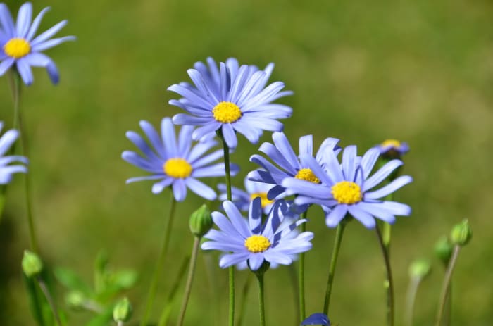 From Ever, Gentle Daisies Have Been Offering Their Beauty to Meadows and Woods -- and to a Poet's Inspiration. -- Val Karas