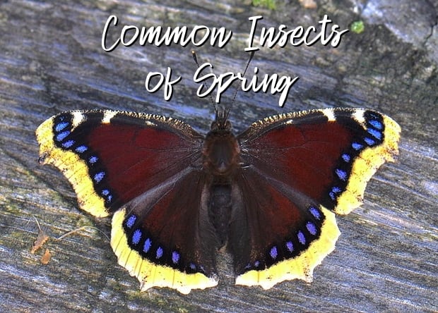 a-guide-to-common-insects-of-spring