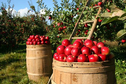 If you have the opportunity, go to an U-Pick organic apple orchard in the Fall. Experience biting into a fresh, unwashed, pesticide-and-wax-free apple.