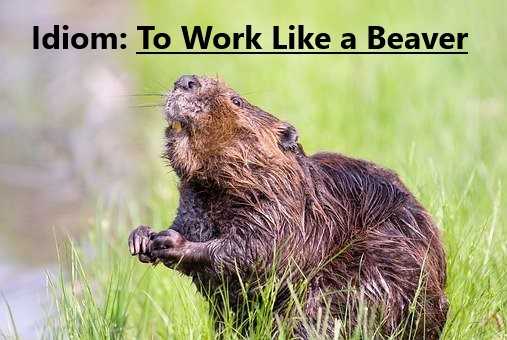 Beavers are known for being industrious creatures. They spend a great deal of time and effort building and maintaining their dams or impoundments.