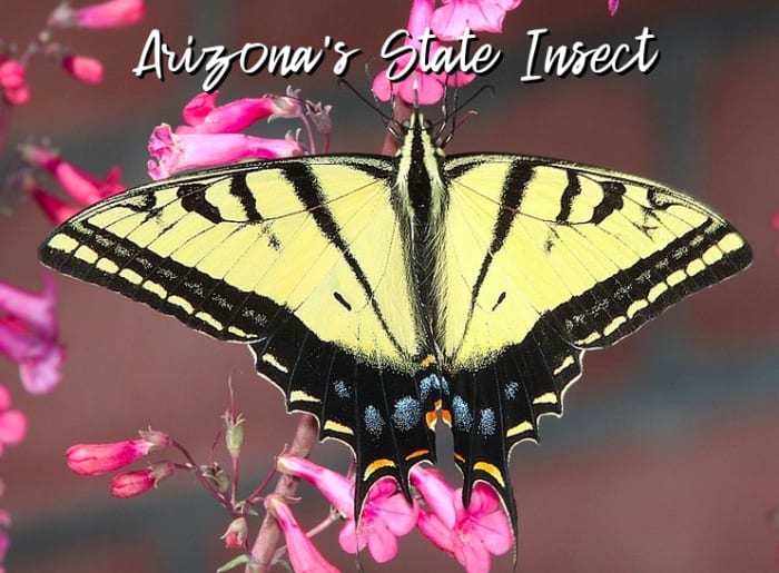 state-insect-of-arizona
