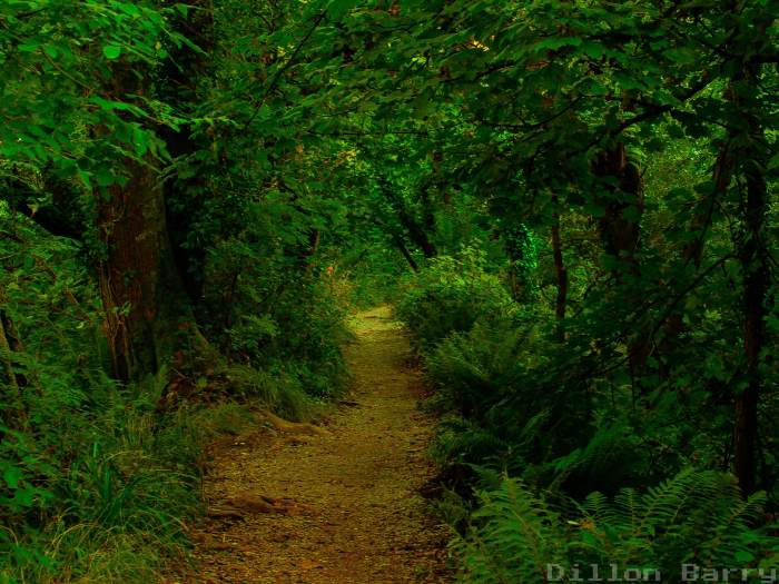 Close to what the trail looked like. But it was wider as neighbors liked to go four wheeling along it