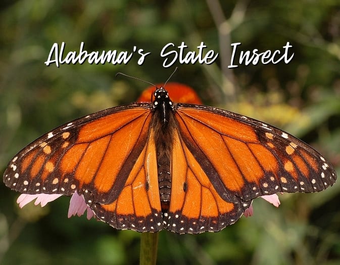 the-state-insect-of-alabama-the-monarch-butterfly-owlcation-education