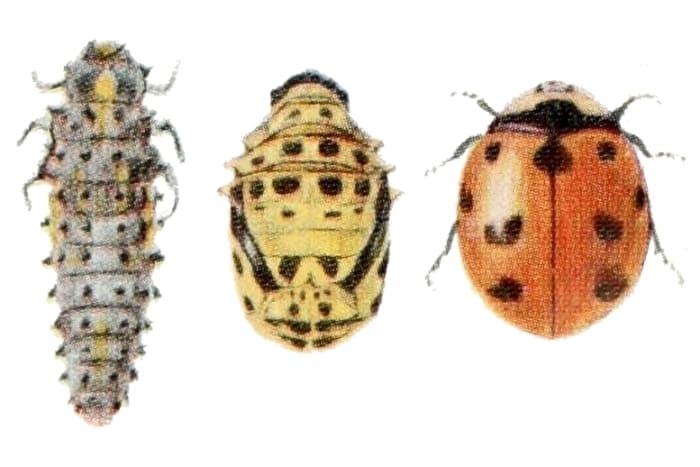 The larva, pupa, and adult of the none-spotted lady bird beetle