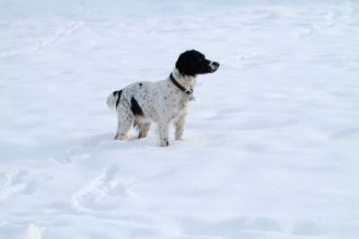 Domestic pets, though the may love to play in the snow, are not adapted to living outdoors, particularly in cold weather. Don't forget to make sure your beloved Fido is also playing safely in the snow.