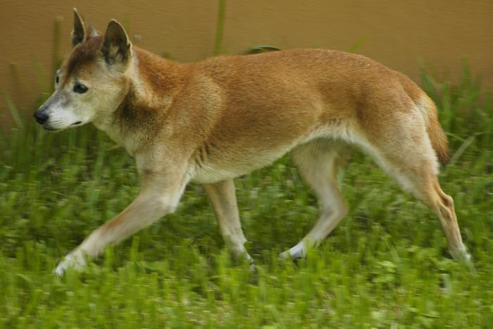 what-is-the-natural-diet-of-a-dog-in-the-wild-pethelpful-by-fellow