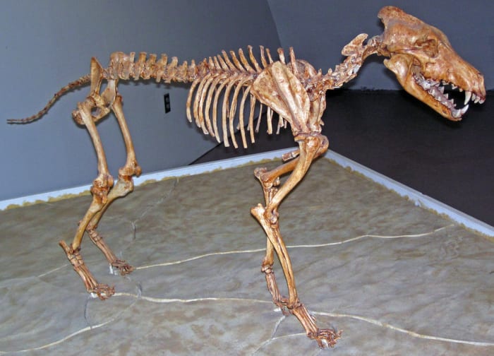 natural-ancestral-biologically-appropriate-diet-dog-wild