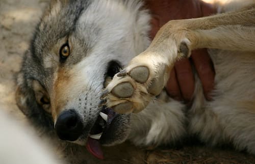 natural-ancestral-biologically-appropriate-diet-dog-wild