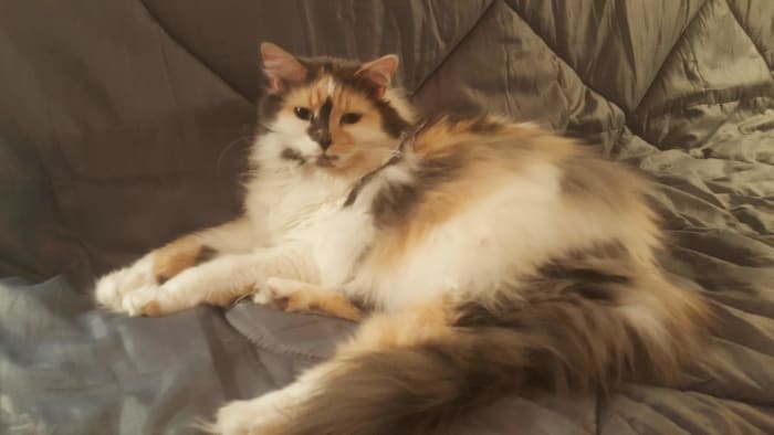 There she is. Princess Caca. That little shit was abandoned three times! When we first took her in she was a total b**ch. She's a good girl now. We'll keep her.