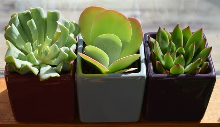 Succulents are everywhere for a reason; they're about as simple as it gets to propagate, and are the bread-and-butter of plant swappers and sellers