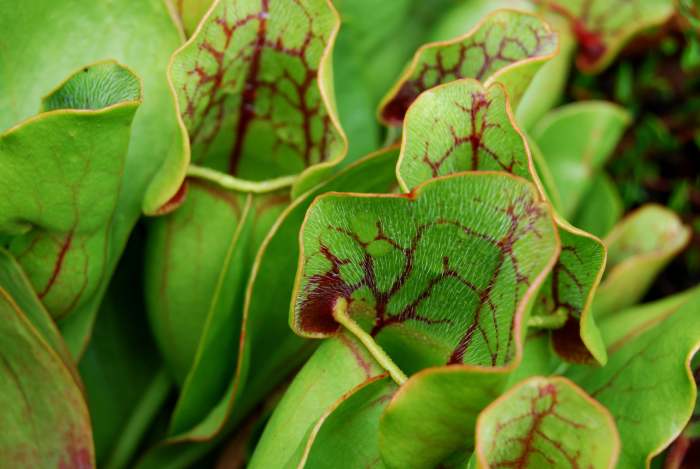 Pitcher plants are increasingly in-demand, and can be absurdly easy to divide and propagate. Use this to your advantage as a bargaining chip or a side hustle.