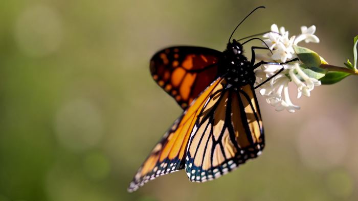 You can help sustain the monarch population (and attract beautiful butterflies to your home) by planting milkweed—their food source—in your garden.