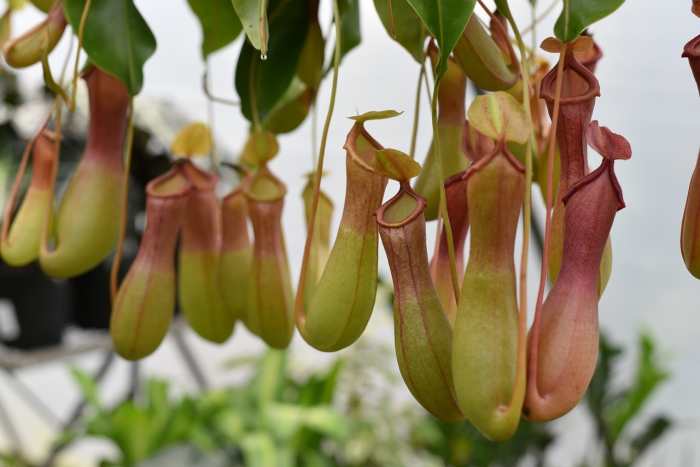 I could post photos of carnivores all day. Exotic to the max, and often easy to propagate, carnivorous plants such as these Nepenthes pitcher plants are exploding in popularity.