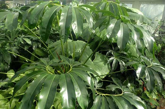 Philodendrons are a snap to cultivate, but to maximize your swapping/selling power, focus on less common, unusual varieties (like this P. goeldii).