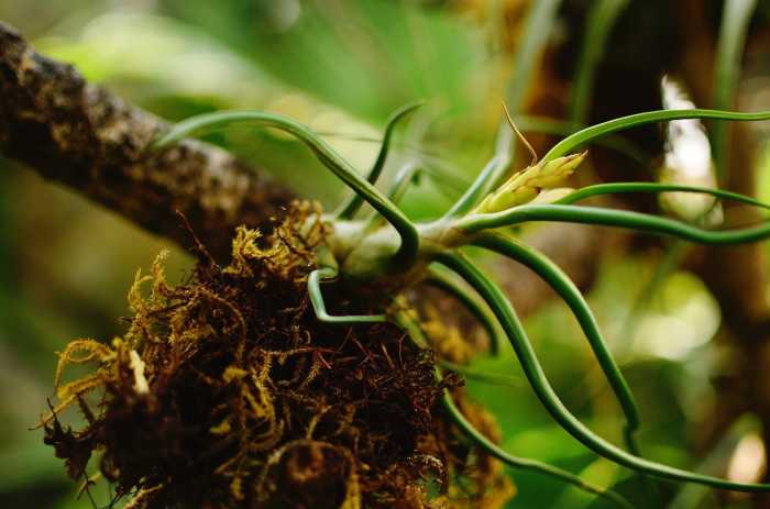 ...and air plants aren't far behind. Given their slow growth and relative novelty, air plants make better trading fodder and command higher prices than succulents.