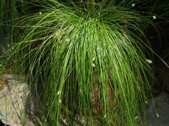 Grasses get overlooked as houseplants, but an interesting grass (such as this "Fiber Optic Grass", Isolepsis (Scirpus) cernus) can be an endless source of easy propagates, and are often the surprise hits at plant swaps.