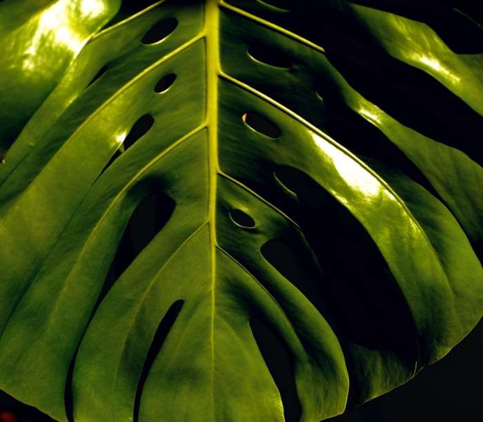 Monstera deliciosa is big, exotic, easy to propagate, and in huge demand, making it a perfect focal species for houseplant propagation.