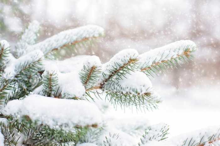 Though beautiful, most people would prefer not to spend a cold night sleeping under a pine tree.
