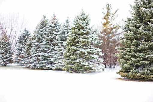 A pine tree covered by snow offers a surprisingly dry and comfortable haven under its branches.