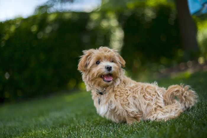 You will need to lead your puppy outside and allow it to relieve itself at the appropriate place.