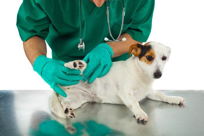 Establishing the health of your puppy before you begin the housebreaking process is crucial.