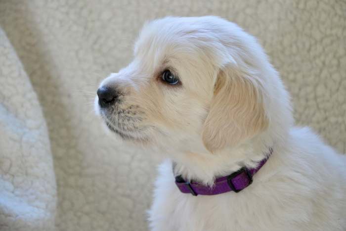 The dog will look up to you when the urge comes and give you an indication it is ready