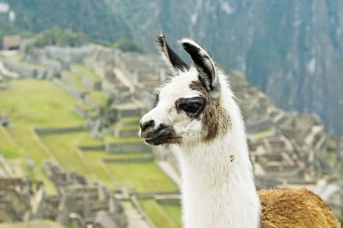 A llama in front of the Machu Picchu archeological site in Peru