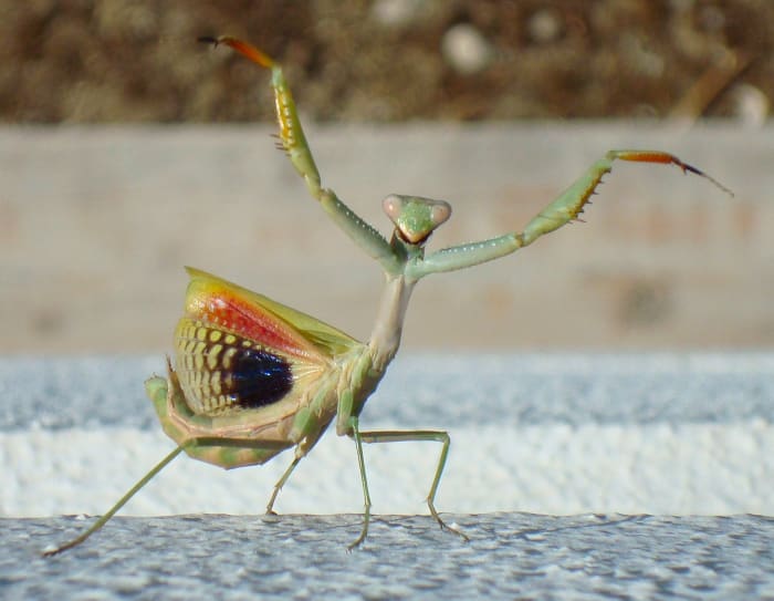 The State Insect of South Carolina: The Carolina Mantis - Owlcation