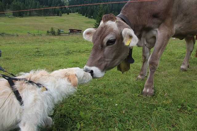 Cows can potentially injure a dog when frightened.