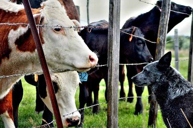 Some dog breeds are naturally drawn to cows.