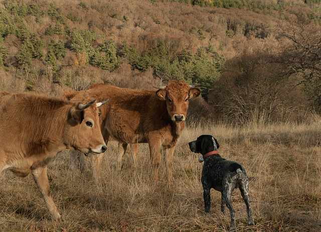 Don't make of chasing cows your dog's favorite hobby.