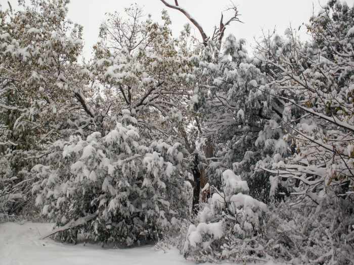 We usually don't get soft, white snows like this, but are accustomed to blizzards. The snow doesn't usually cloak, it packs.
