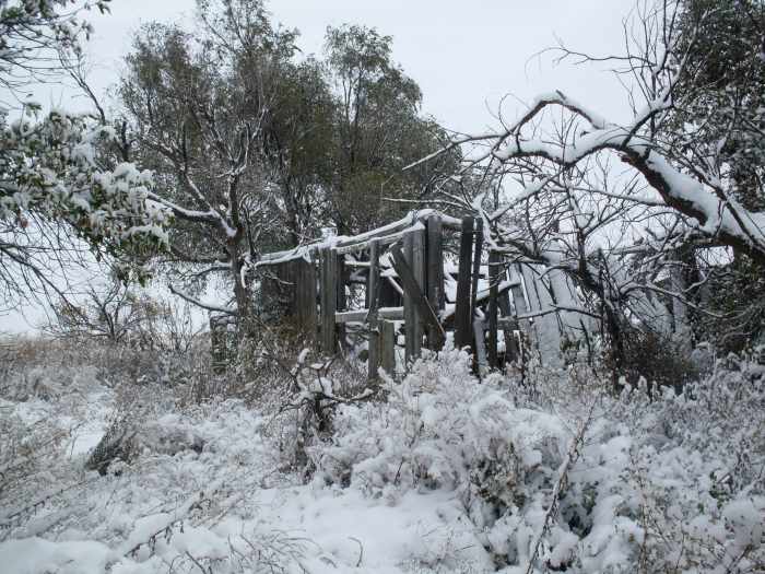 . . . in several different varieties. I can't wait to hear the whispers of memories in this confusion of a barn.