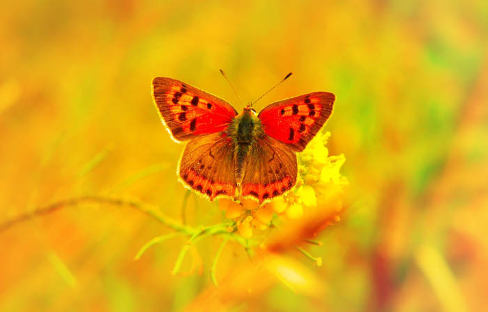Spread your wings after you change and let your beauty show. Alberto Villoldo.