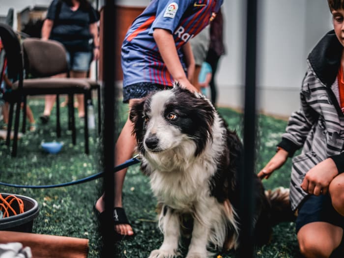 Dogs should be socialized and exposed to various situations, people, place, and things, from an early age.