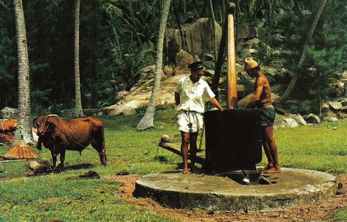 Making coconuts using a coconut oil mill from dried coconuts--not fresh. Public Domain photo at: http://commons.wikimedia.org/wiki/File:Coconut_oil_making_Seychelles.jpg.