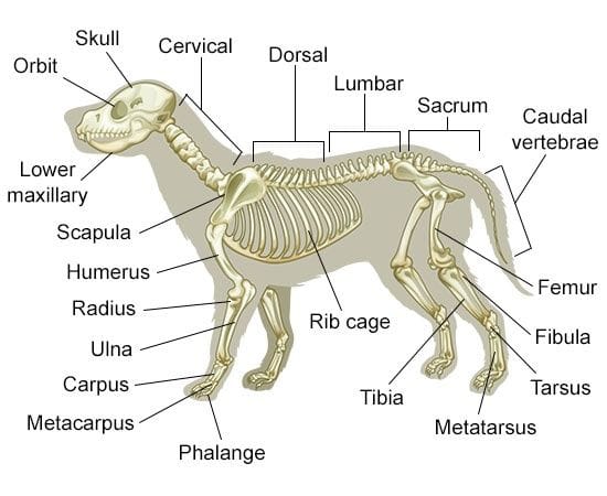 Veterinary Medical Terminology 101 - HubPages