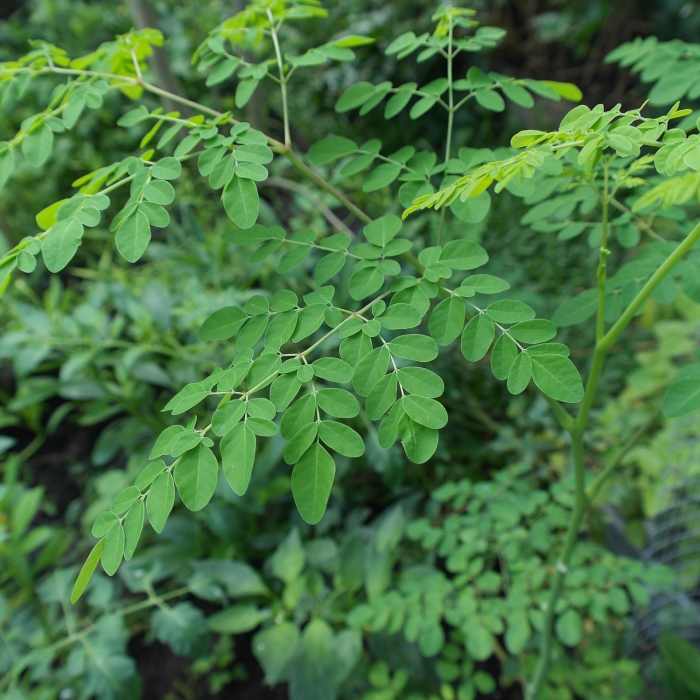 The moringa tree can help treat or potentially prevent or cure more than 300 diseases, including diabetes, hypertension, rheumatism, arthritis, cancer, tumor, anemia, etc.