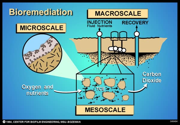 Bacteria Beneath a Site Digests Toxic Waste and Renders It Harmless