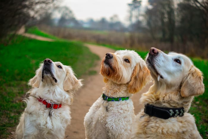 The sitting command has tremendous advantages for both pet and owner.
