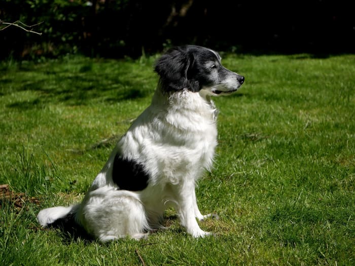The final stage of the training is to move to an open area with a high level of distraction.